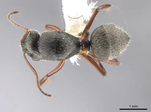 Camponotus sphaericus specimen CASENT0651972 image casent0651972_1
