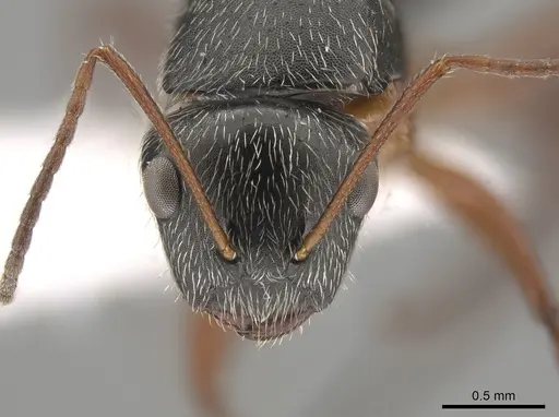 Camponotus sphaericus specimen CASENT0651972 image casent0651972_2
