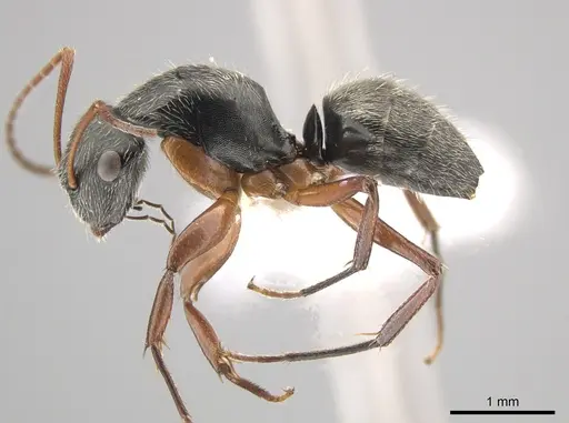 Camponotus sphaericus specimen CASENT0651972 image casent0651972_3