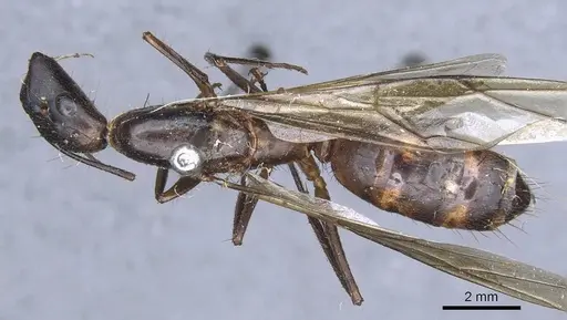 Camponotus sphenocephalus specimen CASENT0905510 image casent0905510_1
