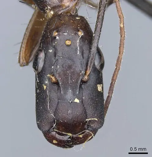 Camponotus sphenocephalus specimen CASENT0905510 image casent0905510_2