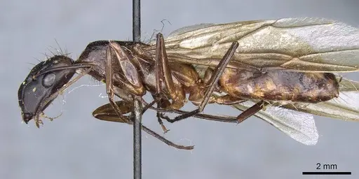 Camponotus sphenocephalus specimen CASENT0905510 image casent0905510_3