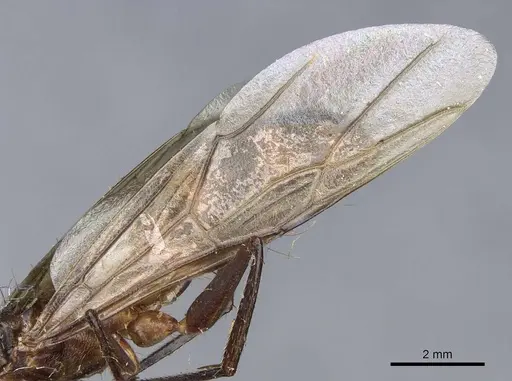 Camponotus sphenocephalus specimen CASENT0905510 image casent0905510_4