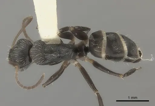 Camponotus sphenoidalis specimen CASENT0217705 image casent0217705_1