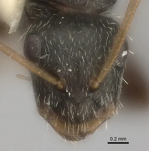 Camponotus sphenoidalis specimen CASENT0217705 image casent0217705_2
