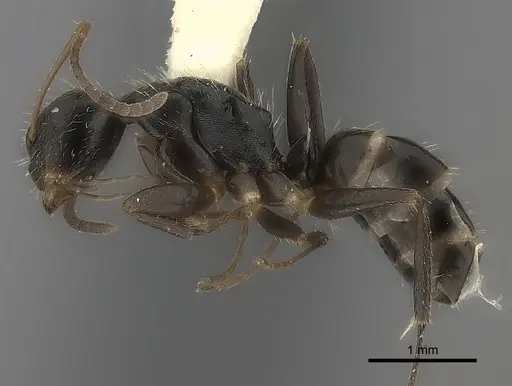 Camponotus sphenoidalis specimen CASENT0217705 image casent0217705_3
