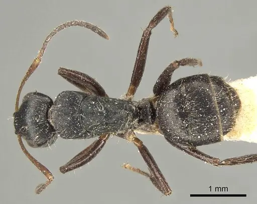 Camponotus sphenoidalis specimen CASENT0915804 image casent0915804_1