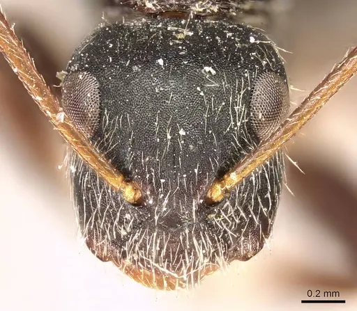 Camponotus sphenoidalis specimen CASENT0915804 image casent0915804_2