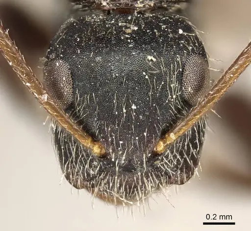 Camponotus sphenoidalis specimen CASENT0915804 image casent0915804_3