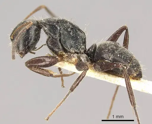 Camponotus sphenoidalis specimen CASENT0915804 image casent0915804_4