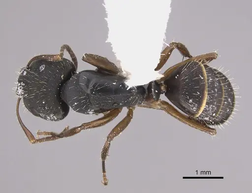 Camponotus sphenoidalis specimen CASENT0923553 image casent0923553_1