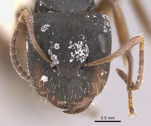 Camponotus sphenoidalis specimen CASENT0923553 image casent0923553_2