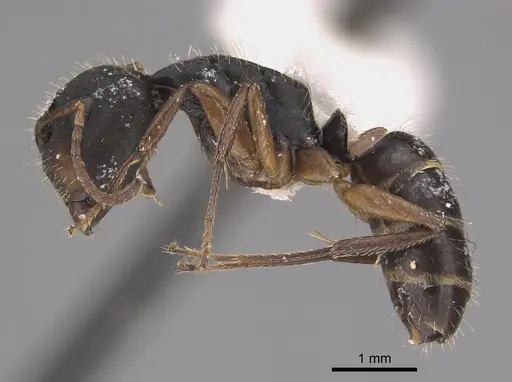 Camponotus sphenoidalis specimen CASENT0923553 image casent0923553_3