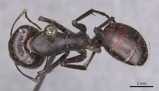 Camponotus spinitarsus specimen CASENT0905244 image casent0905244_1
