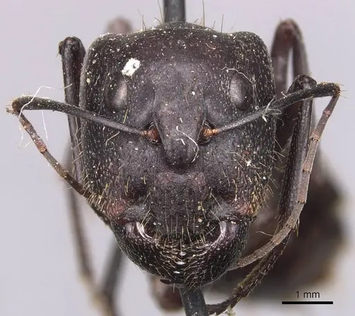 Camponotus spinitarsus specimen CASENT0905244 image casent0905244_2
