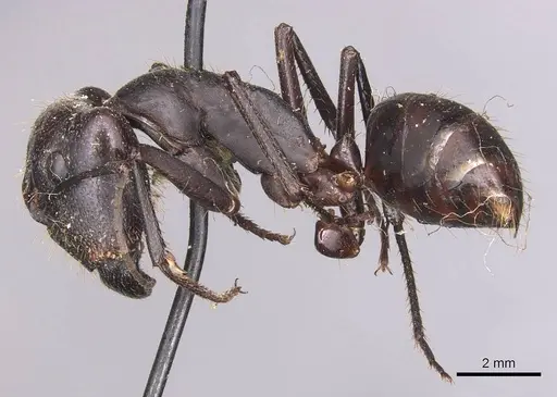 Camponotus spinitarsus specimen CASENT0905244 image casent0905244_3