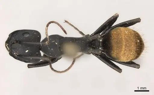 Camponotus spinolae specimen CASENT0217706 image casent0217706_1
