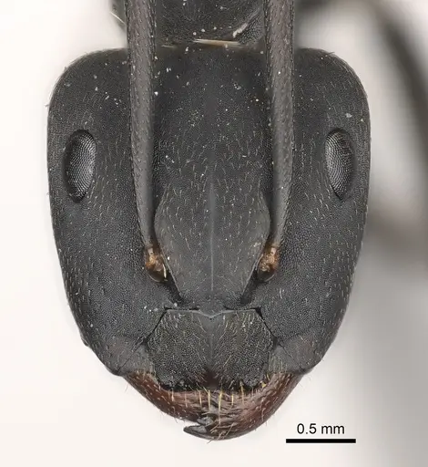 Camponotus spinolae specimen CASENT0217706 image casent0217706_2
