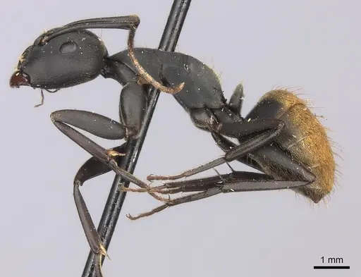 Camponotus spinolae specimen CASENT0217706 image casent0217706_3