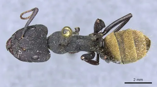 Camponotus spinolae specimen CASENT0905203 image casent0905203_1