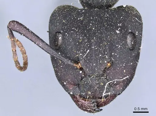 Camponotus spinolae specimen CASENT0905203 image casent0905203_2