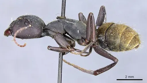 Camponotus spinolae specimen CASENT0905203 image casent0905203_3