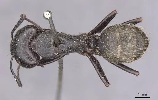 Camponotus spinolae specimen CASENT0913699 image casent0913699_1