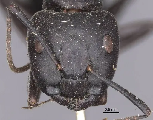 Camponotus spinolae specimen CASENT0913699 image casent0913699_2