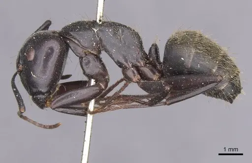 Camponotus spinolae specimen CASENT0913699 image casent0913699_3