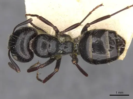 Camponotus spissinodis specimen CASENT0910433 image casent0910433_1