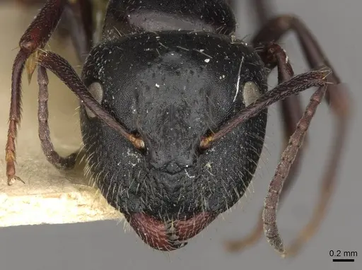 Camponotus spissinodis specimen CASENT0910433 image casent0910433_2