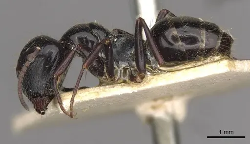 Camponotus spissinodis specimen CASENT0910433 image casent0910433_3