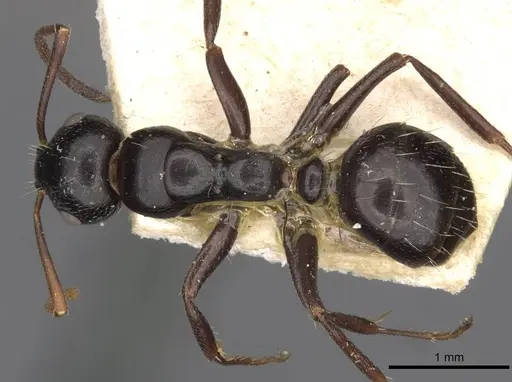 Camponotus spissinodis specimen CASENT0910434 image casent0910434_1