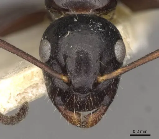 Camponotus spissinodis specimen CASENT0910434 image casent0910434_2