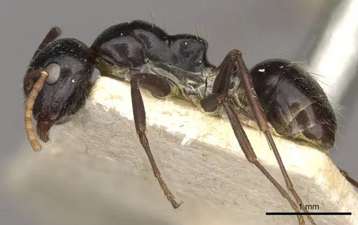 Camponotus spissinodis specimen CASENT0910434 image casent0910434_3
