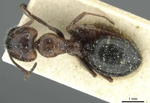 Camponotus spissinodis specimen CASENT0911700 image casent0911700_1
