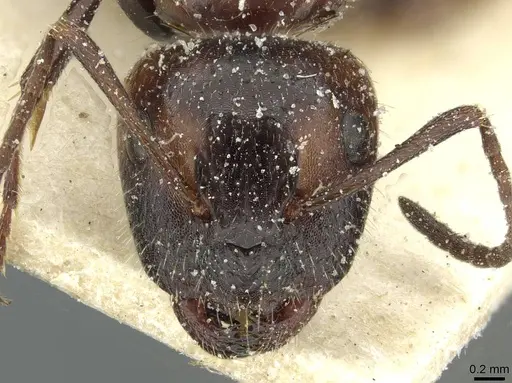 Camponotus spissinodis specimen CASENT0911700 image casent0911700_2