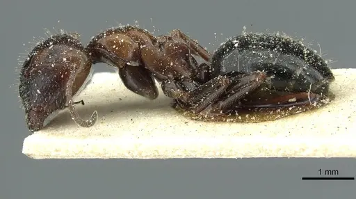 Camponotus spissinodis specimen CASENT0911700 image casent0911700_3