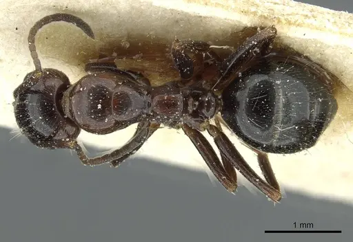 Camponotus spissinodis specimen CASENT0911701 image casent0911701_1