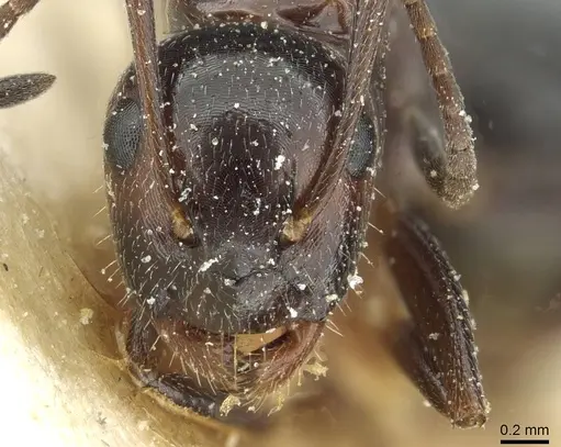 Camponotus spissinodis specimen CASENT0911701 image casent0911701_2