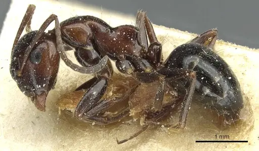 Camponotus spissinodis specimen CASENT0911701 image casent0911701_3