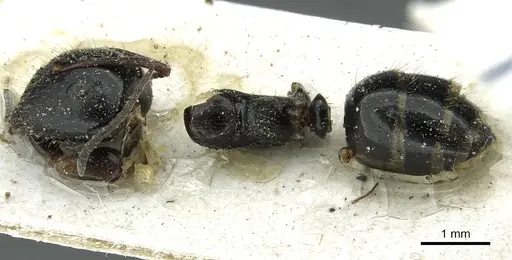 Camponotus spissinodis specimen CASENT0911702 image casent0911702_1