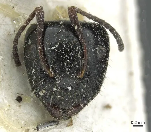 Camponotus spissinodis specimen CASENT0911702 image casent0911702_2