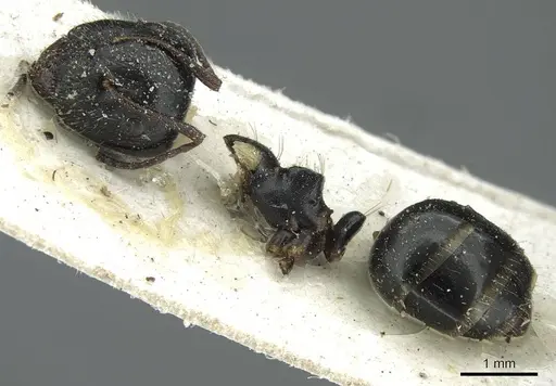 Camponotus spissinodis specimen CASENT0911702 image casent0911702_3