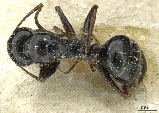Camponotus spissinodis specimen CASENT0911703 image casent0911703_1