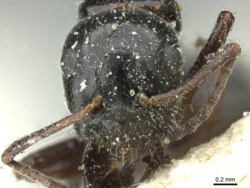 Camponotus spissinodis specimen CASENT0911703 image casent0911703_2