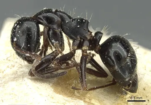 Camponotus spissinodis specimen CASENT0911703 image casent0911703_3