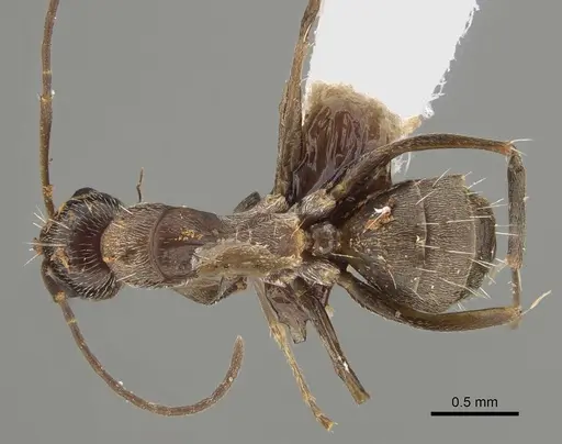 Camponotus sponsorum specimen CASENT0887662 image casent0887662_1