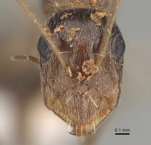Camponotus sponsorum specimen CASENT0887662 image casent0887662_2