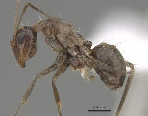 Camponotus sponsorum specimen CASENT0887662 image casent0887662_3